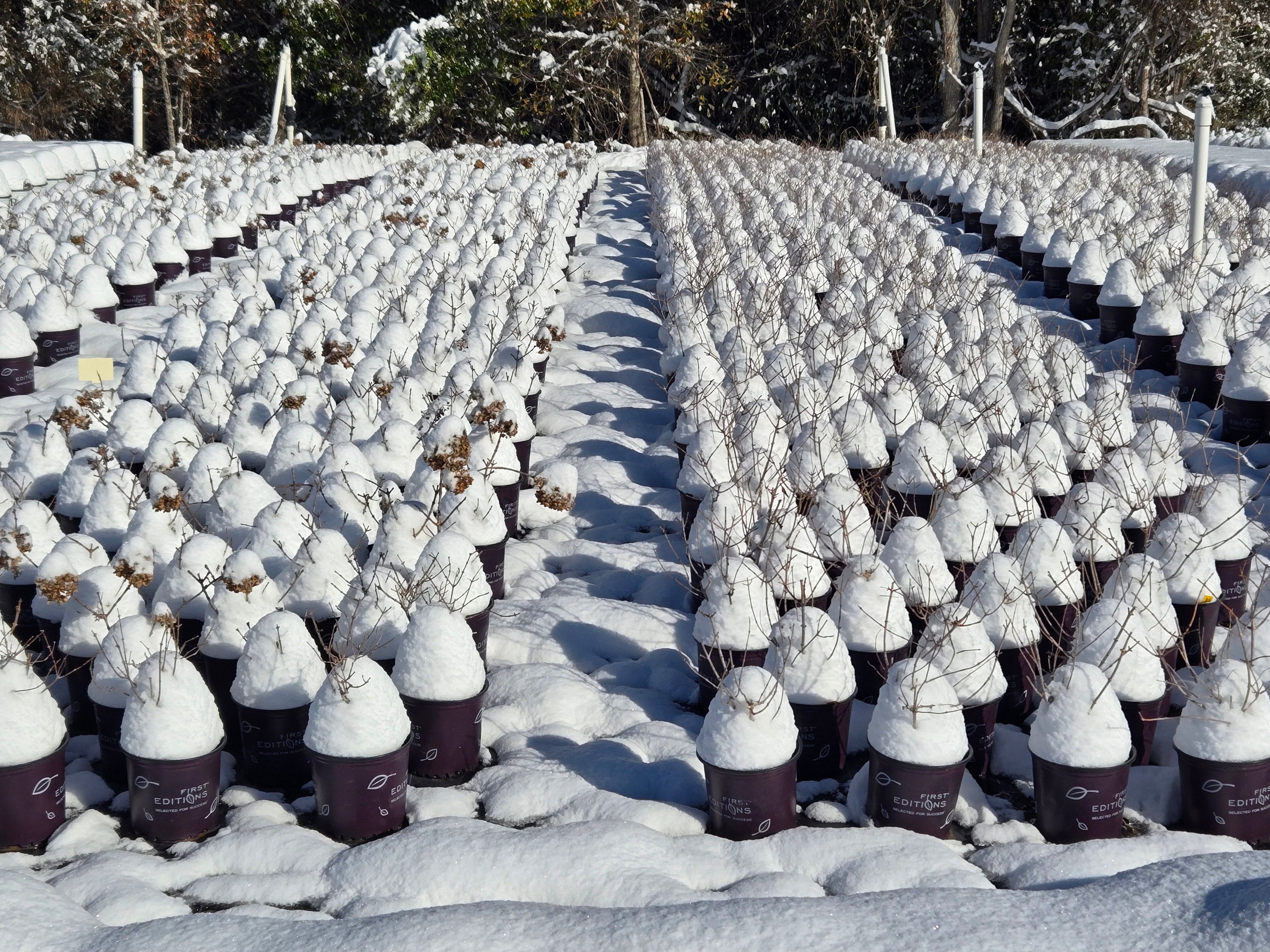 "The Big Thaw of 2025!" The Big Thaw is Here! Fresh Picks for a Thriving Spring"