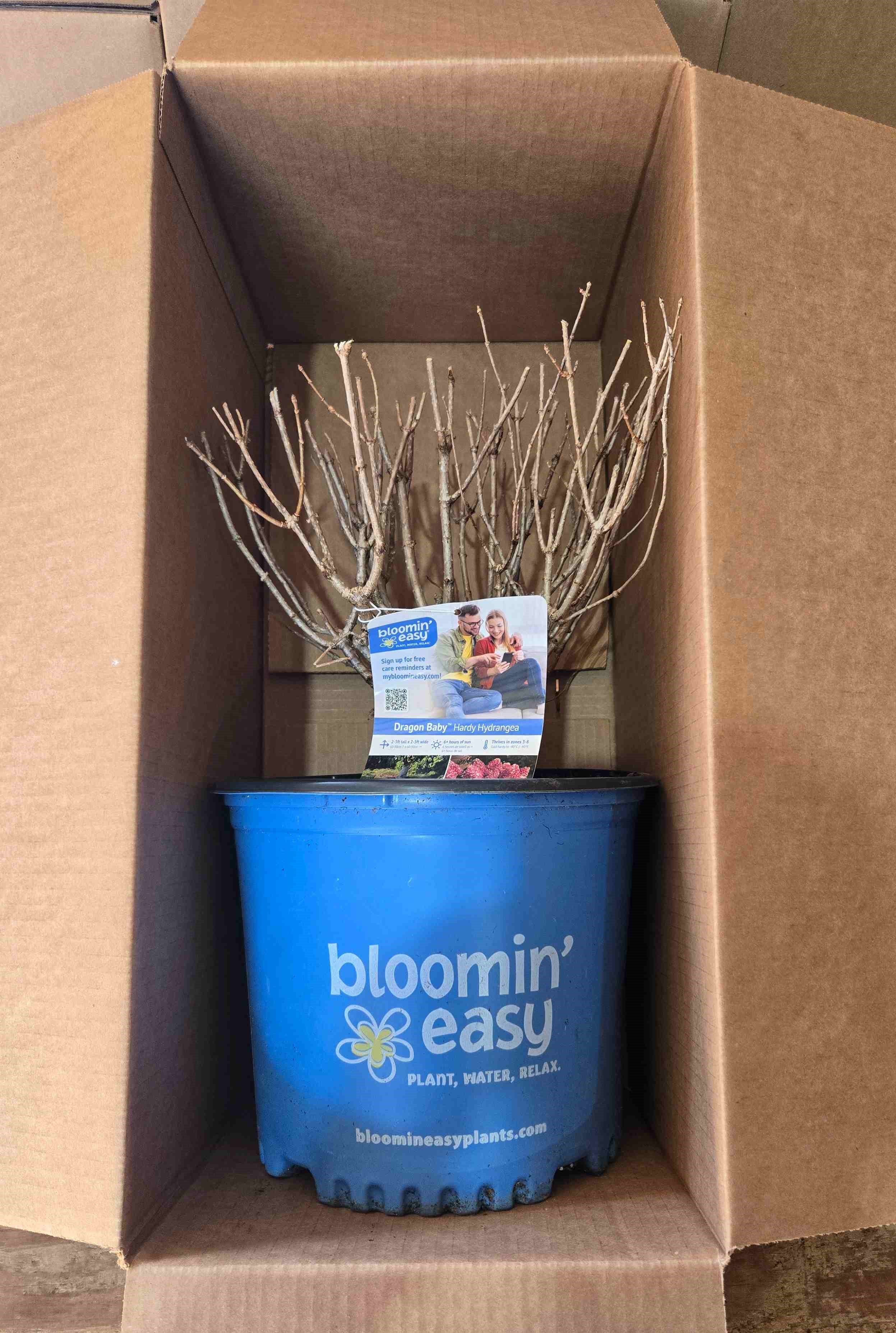 Why Buying Dormant Plants Now Is a Garden Game-Changer!