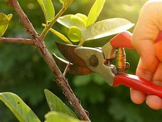 Monthly Gardening Calendar from Your Online Plant Nursery – Plant Factory Direct