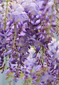 Amethyst Falls American Wisteria