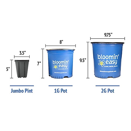 Grin and Tonic™ Hydrangea | Hydrangea m. 'HOKOMAGRITO' UPSSAF, CPBRAF Grin and Tonic ™ - Plant Factory Direct - Blooming Plants