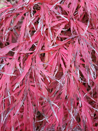 Enhance your landscape with Acer palmatum Crimson Queen! This elegant Japanese maple showcases deep red foliage, adding a burst of color to any garden. With easy care, minimal pruning needs, and adaptable to hardiness zones 5-8, it's the perfect choice for homeowners seeking vibrant beauty.