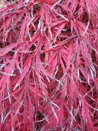 Enhance your landscape with Acer palmatum Crimson Queen! This elegant Japanese maple showcases deep red foliage, adding a burst of color to any garden. With easy care, minimal pruning needs, and adaptable to hardiness zones 5-8, it's the perfect choice for homeowners seeking vibrant beauty.