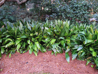 Cast Iron Plant | Aspidistra elatior