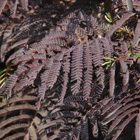 Albizia julibrissin 'Summer Chocolate' Mimosa tree