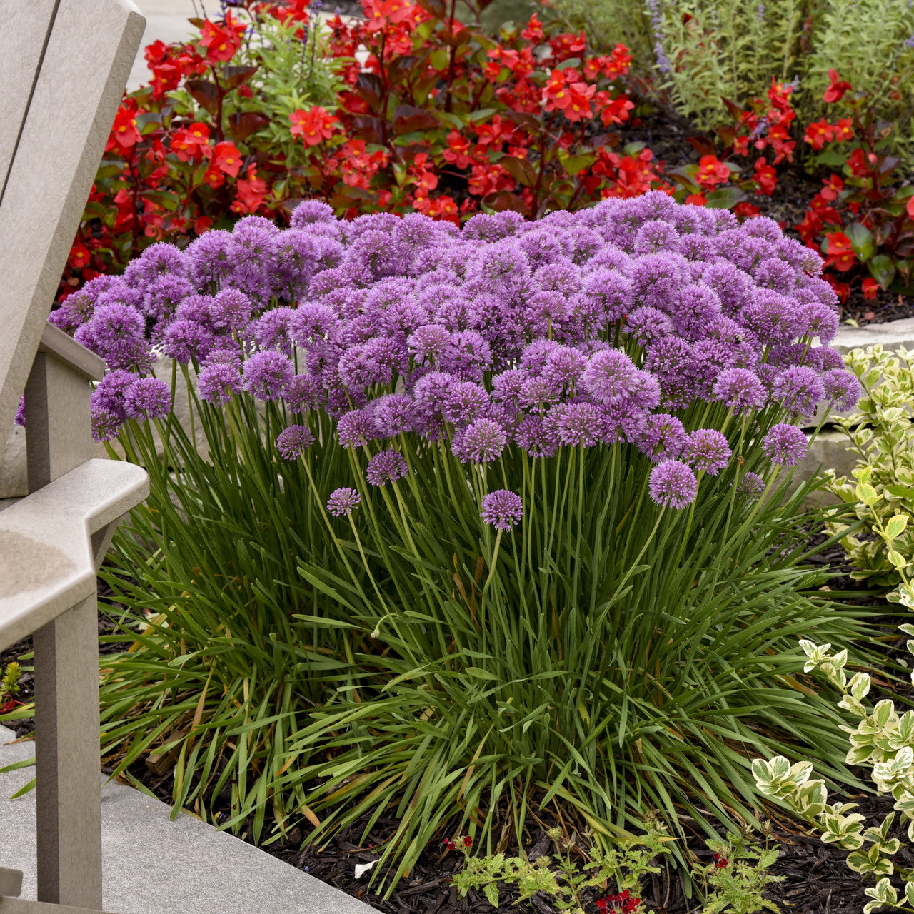 'Serendipity' Allium | Ornamental Onion