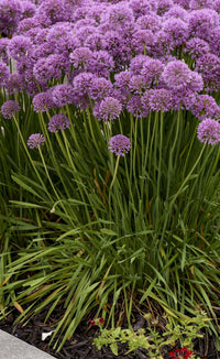'Serendipity' Allium | Ornamental Onion