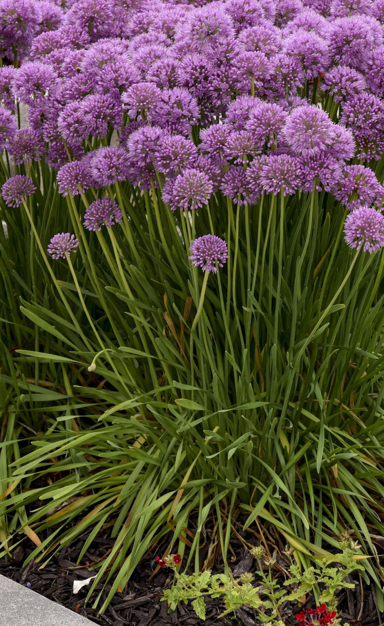'Serendipity' Allium | Ornamental Onion