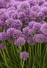 'Serendipity' Allium | Ornamental Onion