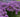 'Serendipity' Allium | Ornamental Onion