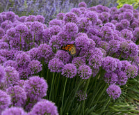 'Serendipity' Allium | Ornamental Onion