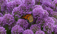 'Serendipity' Allium | Ornamental Onion