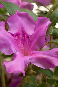 Autumn Royalty® Encore Azalea | Rhododendron 'Conlec' PP10580