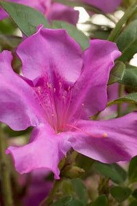 Autumn Royalty® Encore Azalea | Rhododendron 'Conlec' PP10580