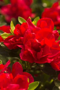Autumn Fire® Encore® Azalea