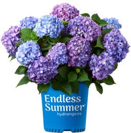 Endless Summer® Bloomstruck® Reblooming Hydrangea | Hydrangea macrophylla 'PIIHM-II' PP25,566