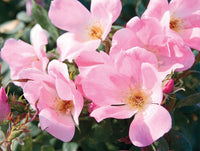 Blushing Pink Knockout Rose | Rosa 'Radyod' flower cluster