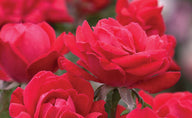 Double Red Knock Out Rose | Rosa x 'Radrazz' PP #16,202 The Double Knock Out' ™
