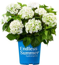 Endless Summer®Blushing Bride Reblooming Hydrangea | Hydrangea macrophylla 'Blushing Bride' PP17,169