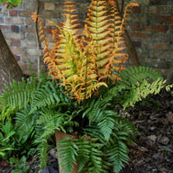 Dryopteris wallichiana 'Jurassic Gold' Alpine Wood Fern PP# 32735 new foliage
