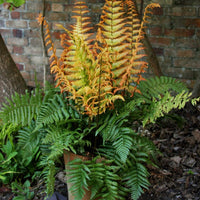 Dryopteris wallichiana 'Jurassic Gold' Alpine Wood Fern PP# 32735 new foliage
