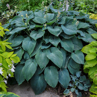 Blue Angel Hosta sieboldiana| Plantain Lily