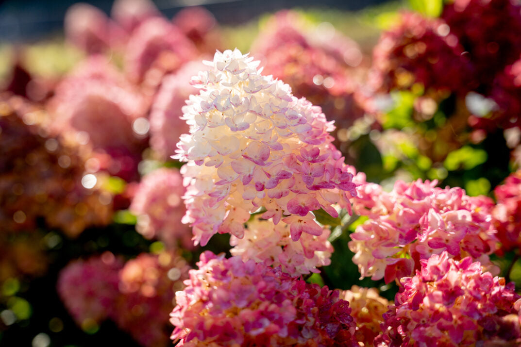 "Spring Sizzle™ Panicle Hydrangea | Panicle Hydrangea