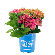 Tilt-A-Swirl® Bigleaf Hydrangea | Hydrangea macrophylla 'QUFU' USPP26426, CPBR5408