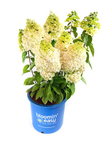 Moonrock® Hardy Hydrangea | Hydrangea paniculata 'Kolmakilima' USPP29853, CPBR5853