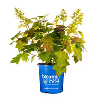 Toy Soldier™ Oakleaf Hydrangea | Hydrangea quercifolia 'Bocotoso' USPPAF, CPBRAF