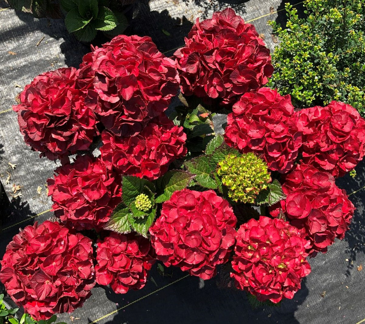 Cherry-Go-Round™ Hydrangea | Red Repeat Blooming Hydrangea