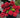 Cherry-Go-Round™ Hydrangea | Red Repeat Blooming Hydrangea