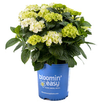 Grin and Tonic™ Hydrangea | Hydrangea m. 'HOKOMAGRITO' UPSSAF, CPBRAF Grin and Tonic ™