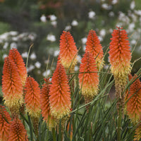 Red Hot Poker| Kniphofia 'Backdraft' PP31424 bloom clusters