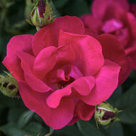 Red Knock® Out Rose | Rosa 'Radrazz' 'Knock Out'