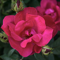 Red Knock® Out Rose | Rosa 'Radrazz' 'Knock Out'