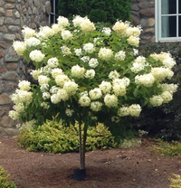 Limelight Hydrangea Tree | Hydrangea paniculata 'Limelight' - in the landscape blooming