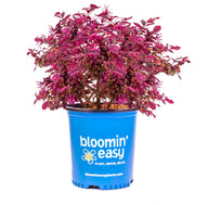 Plum Gorgeous™ Loropetalum | Loropetalum chinense 'Plum Gorgeous' USPPAF, CPBRAF