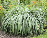 Prairie Winds® 'Niagara Falls' Switch Grass| Panicum virgatum