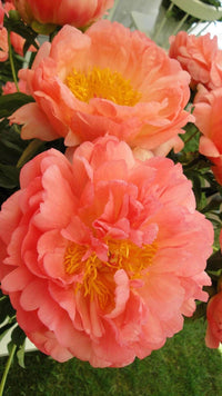 Coral Sunset Peony