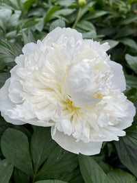 Duchesse de Nemours Peony