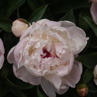 Festive Maxima Peony - Garden Peony