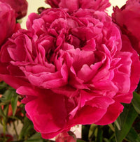 Red Sarah Bernhardt Peony