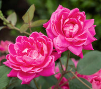 Pink Double Knock Out® | Pink Double Knockout' Rosa Radtkopink PPAF
