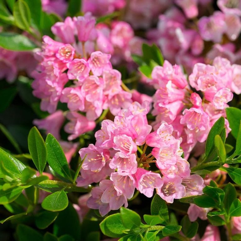 Bloombux® Magenta Rhododendron | Rhododendron x Bloombux