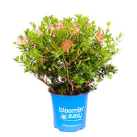 Bloombux® Magenta Rhododendron | Rhododendron x Bloombux® Magenta