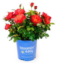 Cinnamon Hearts™ Rose | Rosa x 'VLR13003' USPPAF, CPBRAF | Continuous Blooms from spring to fall