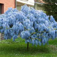 Blue Chinese Wisteria Tree at maturity. Blue Chinese Wisteria Tree in bloom. Blue Chinese Wisteria Tree images.