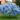 Blue Chinese Wisteria Tree at maturity. Blue Chinese Wisteria Tree in bloom. Blue Chinese Wisteria Tree images.