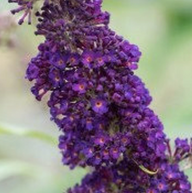 Black Knight Butterfly Bush - bloom